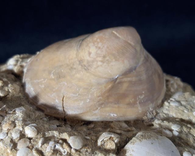 Velates perversus (GMELIN 1791) - Bild &copy; FossNet FossilienStore